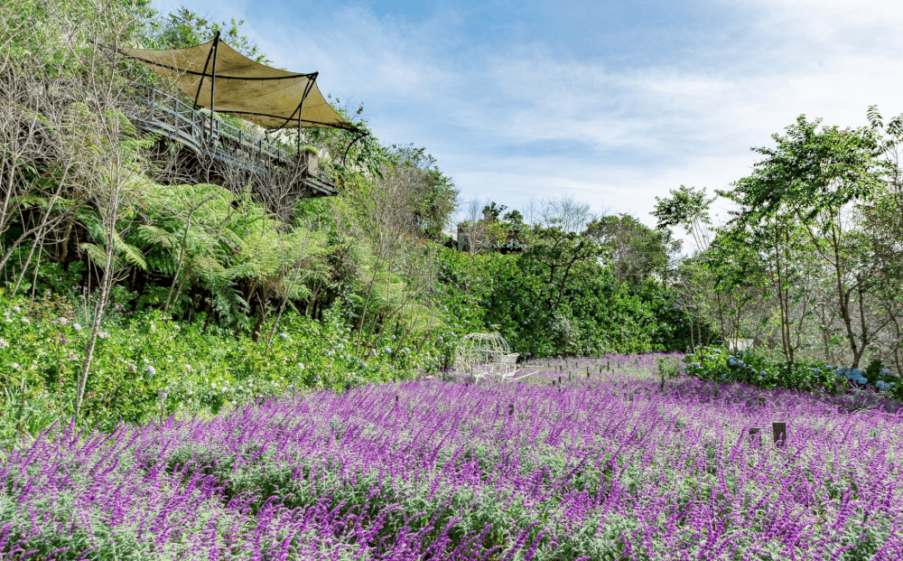 Khu du lịch F C&aacute;nh Đồng Hoa l&agrave; địa điểm chụp ảnh ngập tr&agrave;n sắc hoa suốt 4 m&ugrave;a. (Fanpage Khu du lịch F C&aacute;nh đồng hoa)